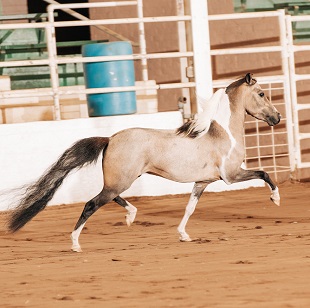 Zeus KS Show 25 W.jpg